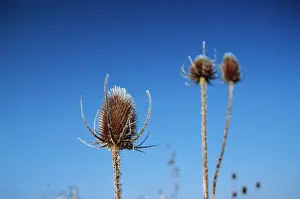 Fullonum: Teasel