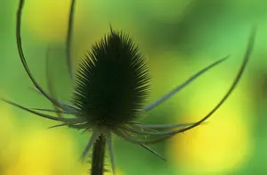 Fullonum: Teasel