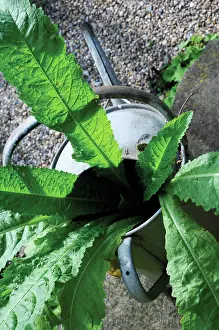 Reclaim: Teasel