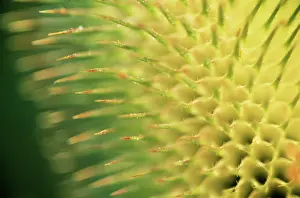 Fullonum: Teasel