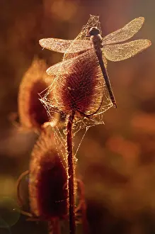 Fullonum: Teasel