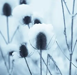 Cool: Teasel