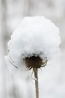 Cool: Teasel