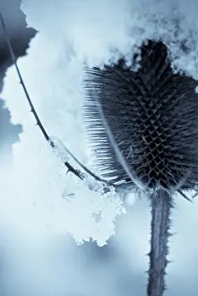 Cool: Teasel