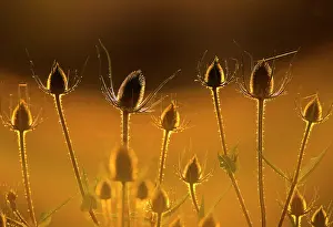Teazle: Teasel - backlit at sunset