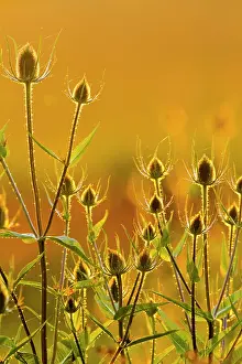Teazle: Teasel - backlit at sunset