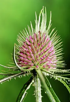 Fullonum: Teasel - close-up of flower