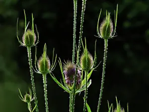 Plantlife: Teasel Dipsacus fullonum Essex, UK PL002369