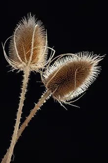 Biennial: Teasel, Dipsacus fullonum, Gold subject, Black background