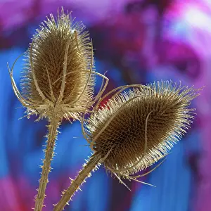 Thistle: Teasel, Dipsacus fullonum, Gold subject