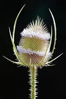 Biennial: Teasel, Dipsacus fullonum, Green subject, Black