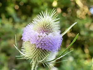 Teasel: Teasel flower - UK