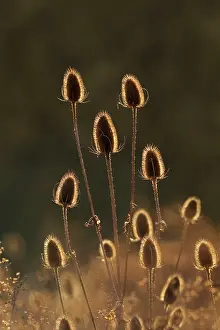 Teasels: Teasel heads being backlit in evening sunshine