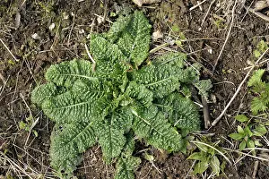Rosette: Teasel Leaf Rosette