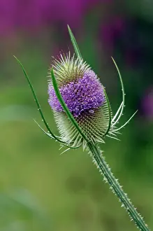 Teasels: Teasel planted on the edge of a bog garden
