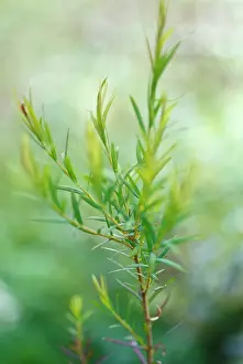 Melaleuca: Teatree