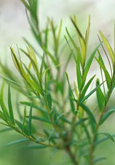 Melaleuca: Teatree