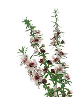 Melaleuca: Teatree