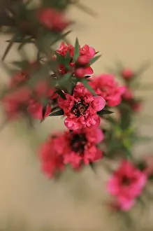 Crimson: Teatree