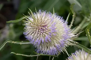 Teazle: Teazle flower head