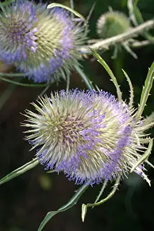 Teazle: Teazle flower head
