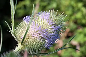 Teazle: Teazle flower head
