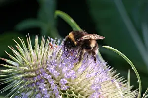 Bumble: Teazle flower head bumble bee feeding