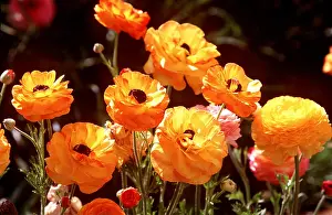 Ranunculus: Tecelote Giant RANUNCULUS