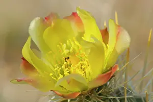 Cholla: Teddy Bear Cholla