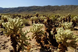 Cholla: Teddy Bear Cholla