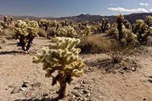 Cholla: Teddy-bear Cholla