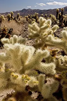 Cholla: Teddy-bear Cholla