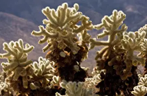 Cholla: Teddy-bear Cholla
