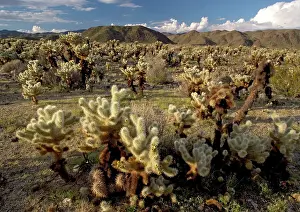 Cholla: Teddy-bear Cholla Cactus