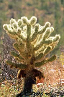 Cholla: Teddy Bear Cholla Cactus
