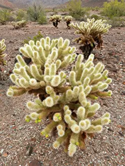 Cholla: Teddy bear cholla cactus in desert near Phoenix