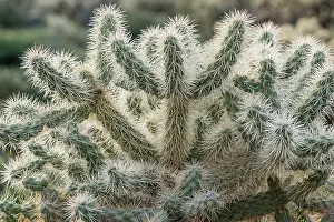 Cholla: Teddy Bear Cholla (Cylindropuntia bigelovii). Sonoran