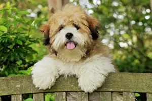Gate: Teddy Bear dog