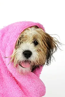 Drying: Teddy Bear dog - wet, wrapped in a towel