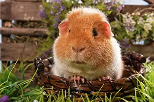 Poking: US Teddy guinea pig