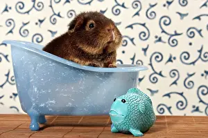 Mini: US teddy guinea pig in mini bathtub, next to a little