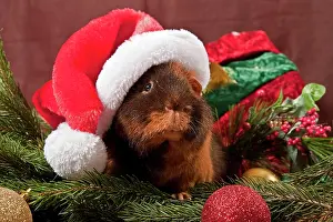 Pictures: US Teddy guinea pig with Santa Claus hat and Christmas