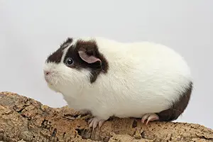 Cork: US Teddy guinea pig, white-chocolate, 10 months