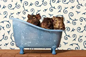Pigs: US teddy guinea pig, young animals in a mini bathtub