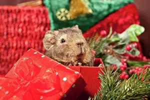 Presents: US Teddy guinea pig, young with Christmas decorations