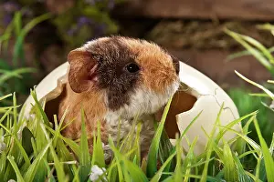 Teddy: US Teddy guinea pig, young in an egg shell