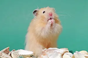 Seashell: Teddy hamster, sitting up, Austria, Europe