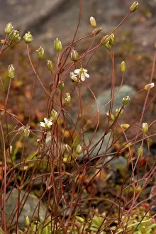 Stricta: Teesdale sandwort