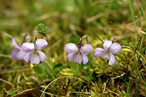 Rupestris: Teesdale Violet