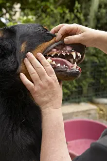 Hooks: Teeth checking on a Beauceron